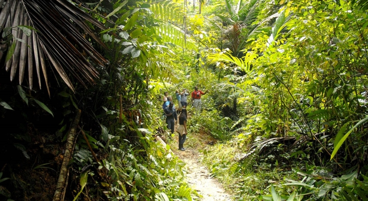 Tobago Main Ridge Forest Reserve Tobago Tourism Agency